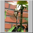 Aeshna juncea - Torf-Mosaikjungfer-Junglibelle m01.jpg